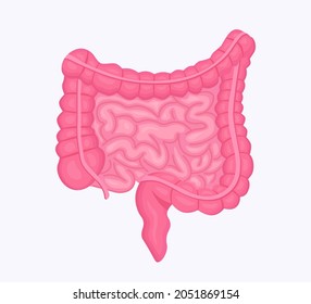 Human internal organ. Gastrointestinal digestive tract. Small and large intestine, guts anatomy. Colon, bowel. Anatomy, medicine concept. Vector illustration