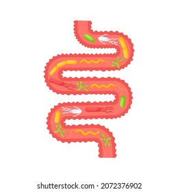 Human internal organ. Gastrointestinal digestive tract with microorganisms, bacteria, lactobacilli. Small intestine, guts anatomy. Colon, bowel. Anatomy, medicine concept. Vector illustration