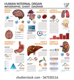 Human Internal Organ Health And Medical Infographic Chart Diagram Vector Design Template