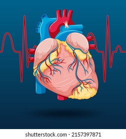 208 Cardiovascular system picture Images, Stock Photos & Vectors ...