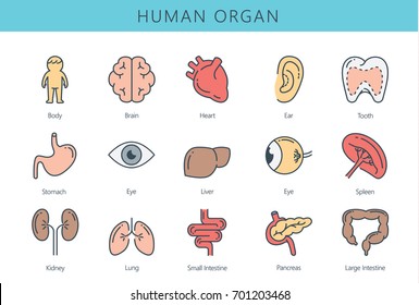 Human internal organ icon collection. Illustration about medical and anatomy.
