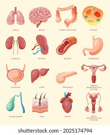 Human internal organ icon set. Set of human internal organ vector icons.