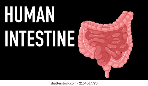 1,157 Intestine clipart Images, Stock Photos & Vectors | Shutterstock