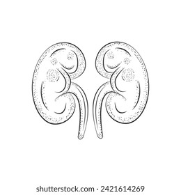 human internal organ with kidney