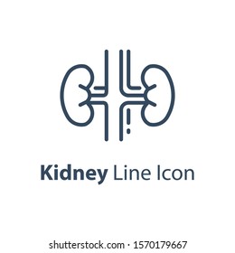 Human internal organ, kidney system, vector line icon, linear design illustration