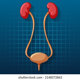Internes Organ des Menschen mit Nieren und Blasengrafik
