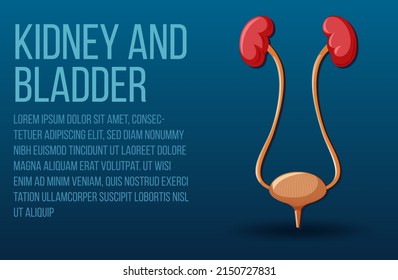 Human internal organ with kidneys and bladder illustration