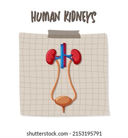 Human internal organ with kidneys and bladder illustration