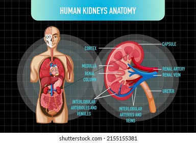 Órgano interno humano con riñones e ilustración de la vejiga