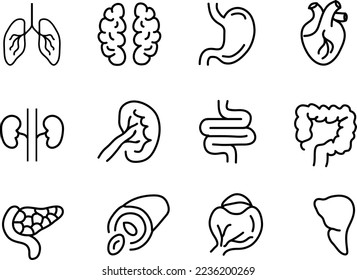 Icono de la línea de órganos internos humanos. Ilustración mínima vectorial con simples iconos de contorno delgado como pulmón, corazón, estómago, hueso, cerebro sobre fondo blanco.