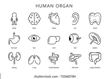 Órgão interno humano em coleção de estilo ícone de linha. Ilustração sobre medicina e anatomia.