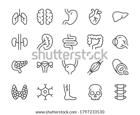 Human internal organ line icon. Minimal vector illustration with simple thin outline icons as lung, heart, stomach, bone, brain, kidney, skull and other anatomy parts. Editable Stroke