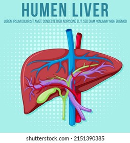 Human Internal Organ Liver Illustration Stock Vector Royalty Free Shutterstock