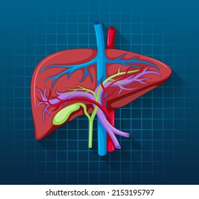 Human Internal Organ Liver Illustration Stock Vector (Royalty Free ...