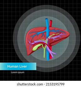 Human Internal Organ Liver Illustration Stock Vector Royalty Free Shutterstock