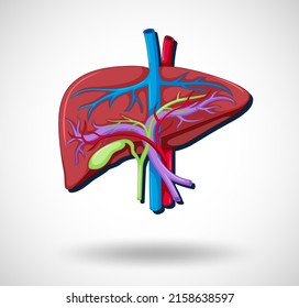 Human Internal Organ Liver Illustration Stock Vector (Royalty Free ...