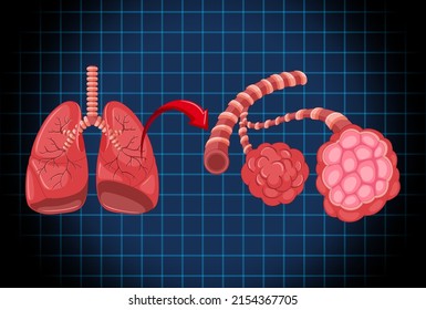 Human Internal Organ Lungs Illustration Stock Vector (Royalty Free ...