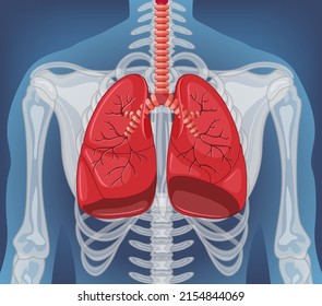 Human Internal Organ Lungs Illustration Stock Vector (Royalty Free ...