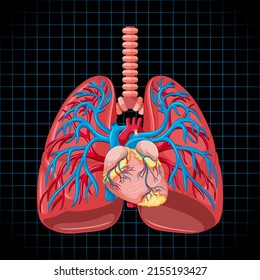 Órgano interno humano con ilustración pulmonar