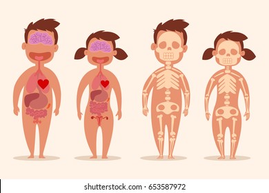 Human internal organ. Male and female skeletons. Anatomy of the body of a man and a woman. Vector cartoon illustration isolated on white background.