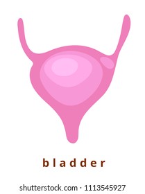 Human internal organ - realistic bladder with name.Anatomy.Pink human bladder .Human body part.Modern flat cartoons vector illustration icons. Isolated on white. Realistic bladder. Biology, anatomy 