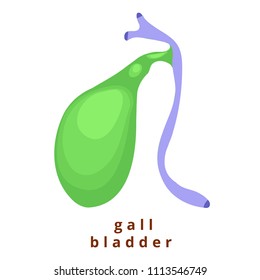 Human internal organ - realistic gallbladder with name.Anatomy.Green human gallbladder.Human body part.Modern flat cartoons vector illustration icons. Isolated on white.Realistic gallbladder.Biology.