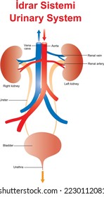 Human Internal Organ. Urinary System