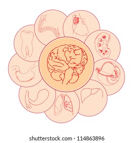 Human internal organs