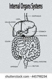 Human internal organs
