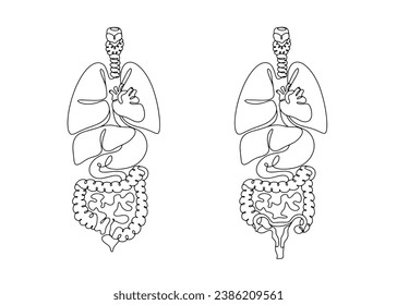 Innere menschliche Organe. Anatomische Zeichnung. Eine Zeilenzeichnung für verschiedene Verwendungszwecke. Vektorgrafik.