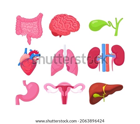 Human internal organs. Anatomy of brain, intestines, heart, lungs, kidneys, gallbladder, stomach, liver, female reproductive system, ovary, uterus, womb. Vector illustration