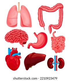Órganos internos humanos anatómicos ícono conjunto de riñones pulmones estomacales intestinos hepáticos y vejiga. Conjunto de ilustraciones vectoriales aisladas en fondo blanco