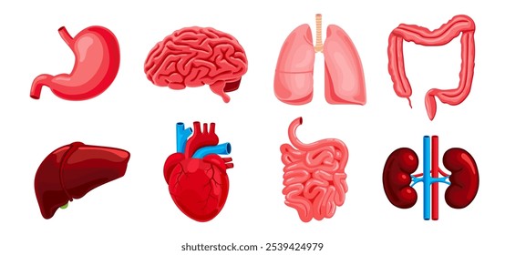 Icono de anatomía de órganos internos humanos con riñones estómago pulmones hígado corazón intestinos y vejiga. Conjunto de Ilustraciones vectoriales aisladas sobre fondo blanco