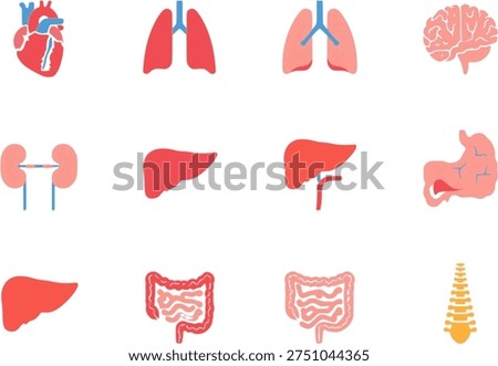 Human internal organs anatomy icon set with heart, lungs, brain, kidney, liver, stomach, intestine, and spine in minimal flat design style with red pink and blue colors for medical and education