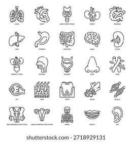 Anatomía de órganos internos humanos Icono de línea