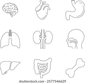 Human internal organs and anatomy related vector line icon set. Human body related internal organs symbol on isolated transparent background. Human anatomy Editable Stroke. Vector illustration.