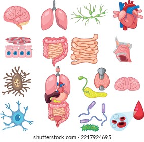 Órganos internos humanos Conjunto de anatomía Iconos vectores