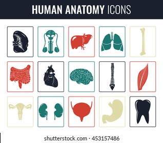 Human internal organs. Anatomy set. Vector icons