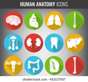 Human internal organs. Anatomy set. Vector icons