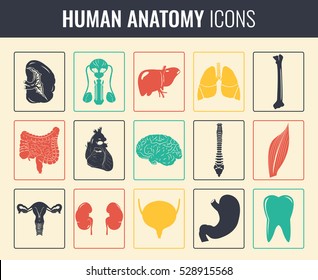 Human internal organs. Anatomy set. Vector icons