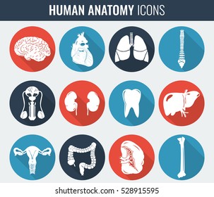 Human Internal Organs Anatomy Set Vector Stock Vector (Royalty Free ...