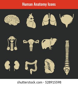 Human internal organs. Anatomy set. Vector icons