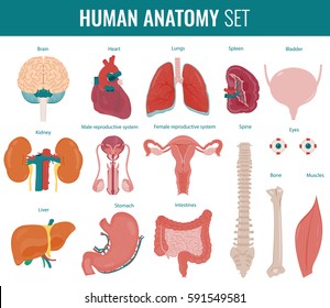 Órganos internos humanos. Conjunto de anatomía. Ilustración del vector