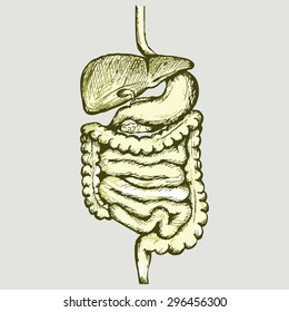 Human internal organs bodies. Digestive system. Vector Image