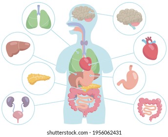 Human internal organs in body silhouette on white background. Vector illustration in flat cartoon style.