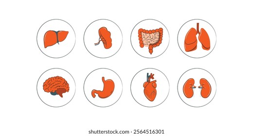 Human Internal Organs. Internal Organs of Human Body Vector
Human Internal Organs Vector - Detailed Illustration of Body Organs for Medical and Educational Graphics