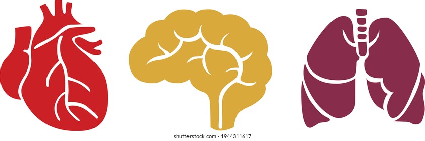 Human internal organs brain lungs and heart vector isolated on white background