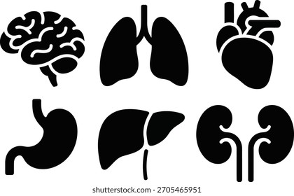 Órganos Internos Humanos: Cerebro, Pulmones, Corazón, Hígado, Riñones