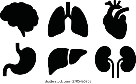 Órganos Internos Humanos: Cerebro, Pulmones, Corazón, Hígado, Riñones