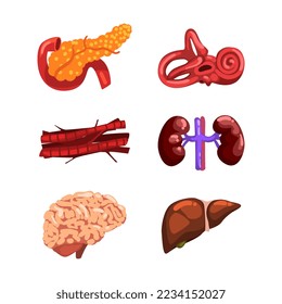 Human Internal Organs with Brain, Veins, Liver, Kidneys, Inner Ear and Pancreas Vector Set